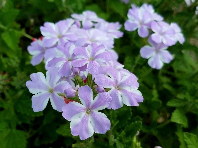 紫色の模様の花