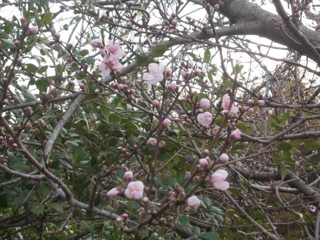 花桃も咲きました