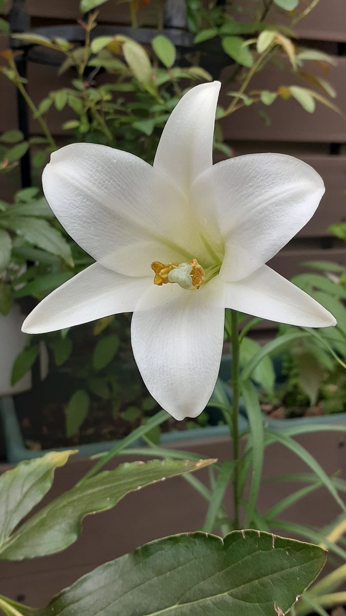 ふくおかルーバルガーデン5～秋🎑🌾の庭たより…お月見🎑は残念(>_<)、最後のゆりの開花～💕