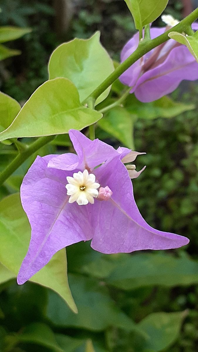 ふくおかルーバルガーデン5～秋🎑🌾の庭たより…お月見🎑は残念(>_<)、最後のゆりの開花～💕