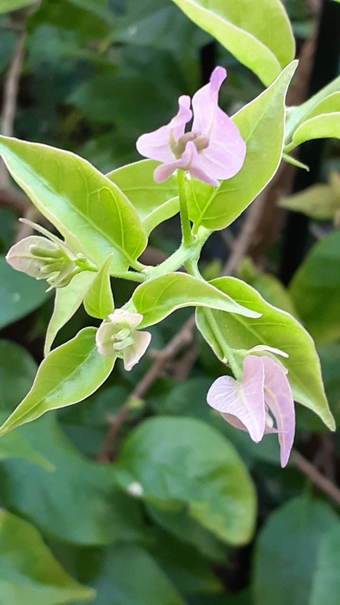 ふくおかルーバルガーデン5～秋🎑🌾の庭たより…お月見🎑は残念(>_<)、最後のゆりの開花～💕