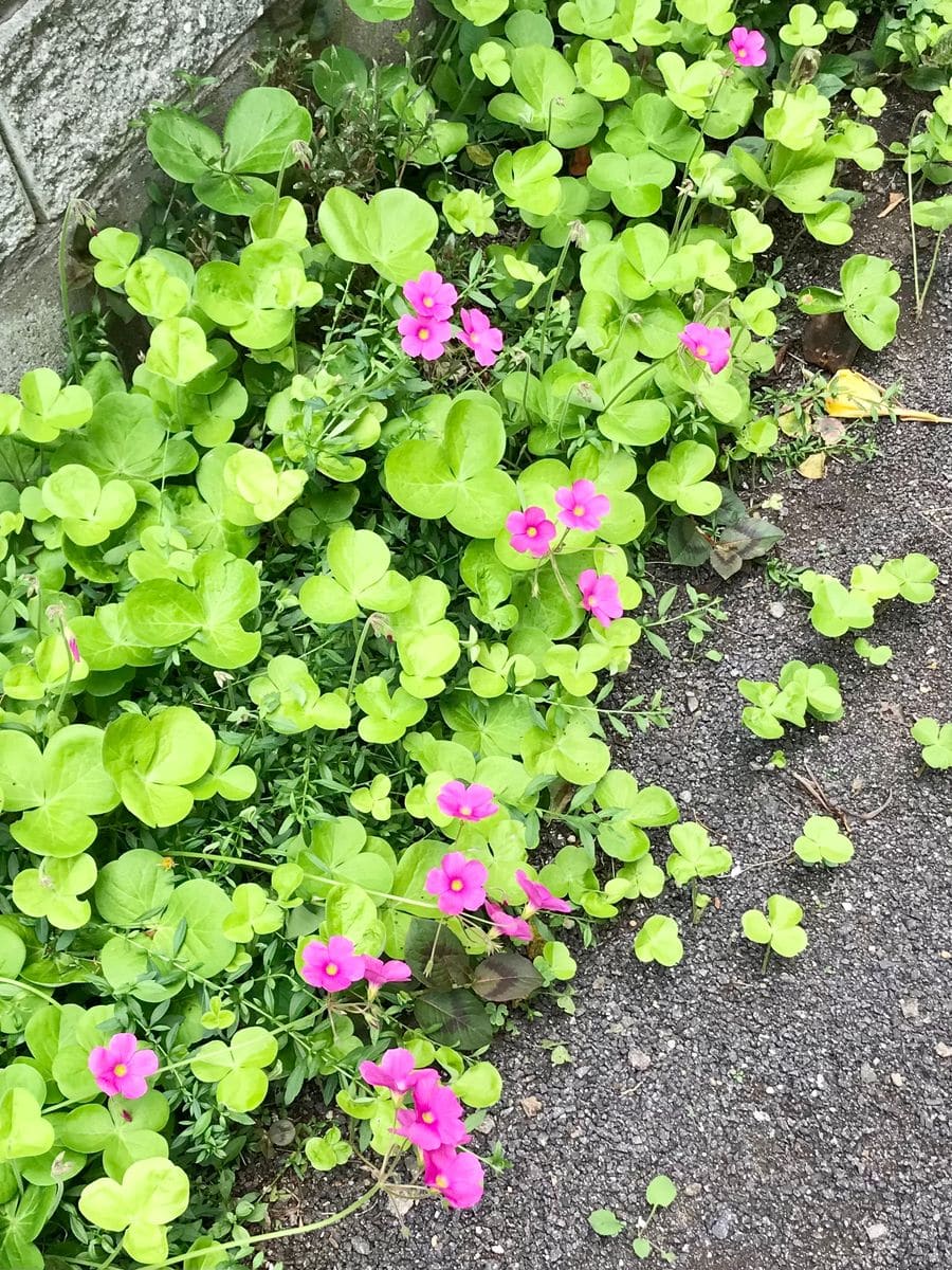 雑草だけど…🌸