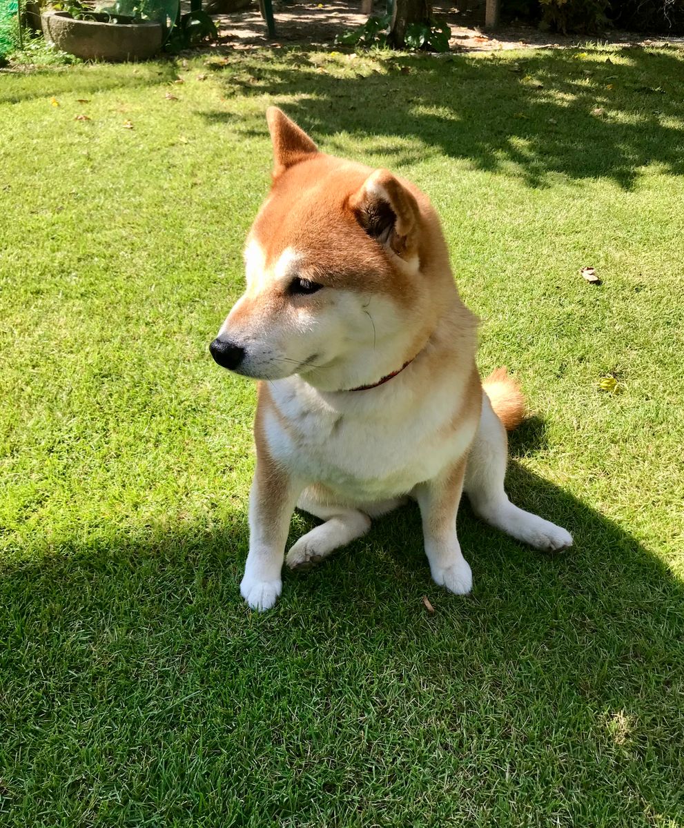 雑草だけど…🌸