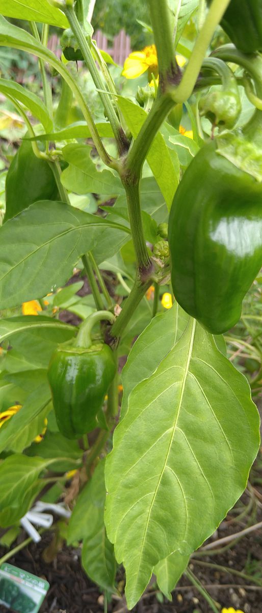 庭の野菜