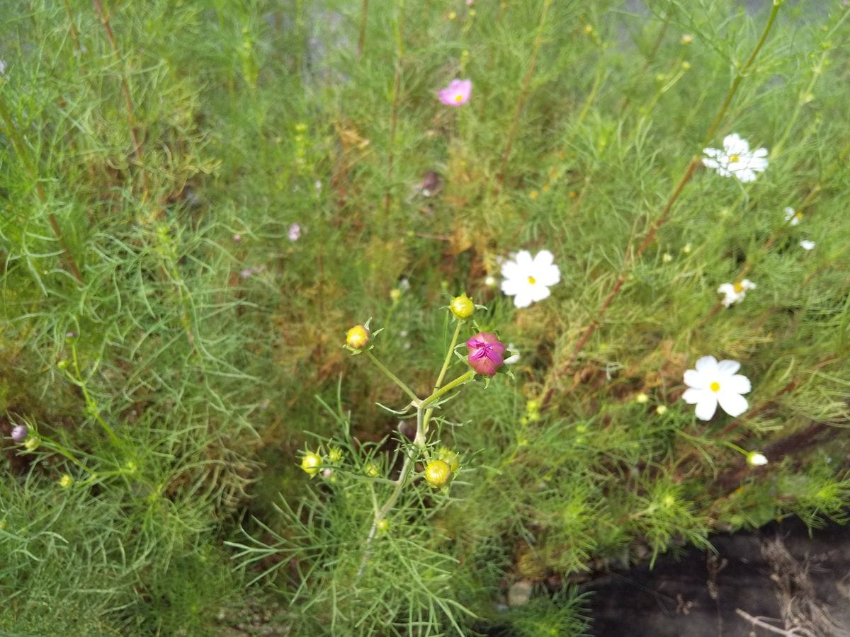 🌼お花達と元気の源👩‍🍳