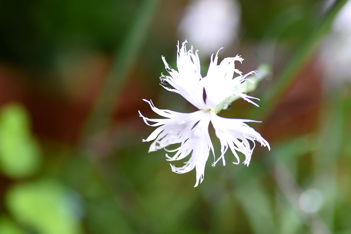 雨上がりのお花