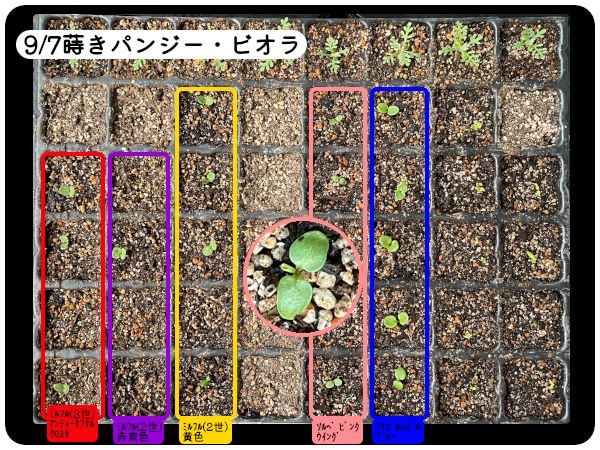 2021.09.22_シネラリア🌼、パンジー・ビオラ🌼、シルバーレース🌿