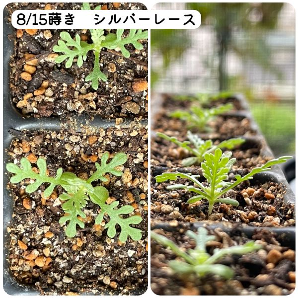 2021.09.22_シネラリア🌼、パンジー・ビオラ🌼、シルバーレース🌿