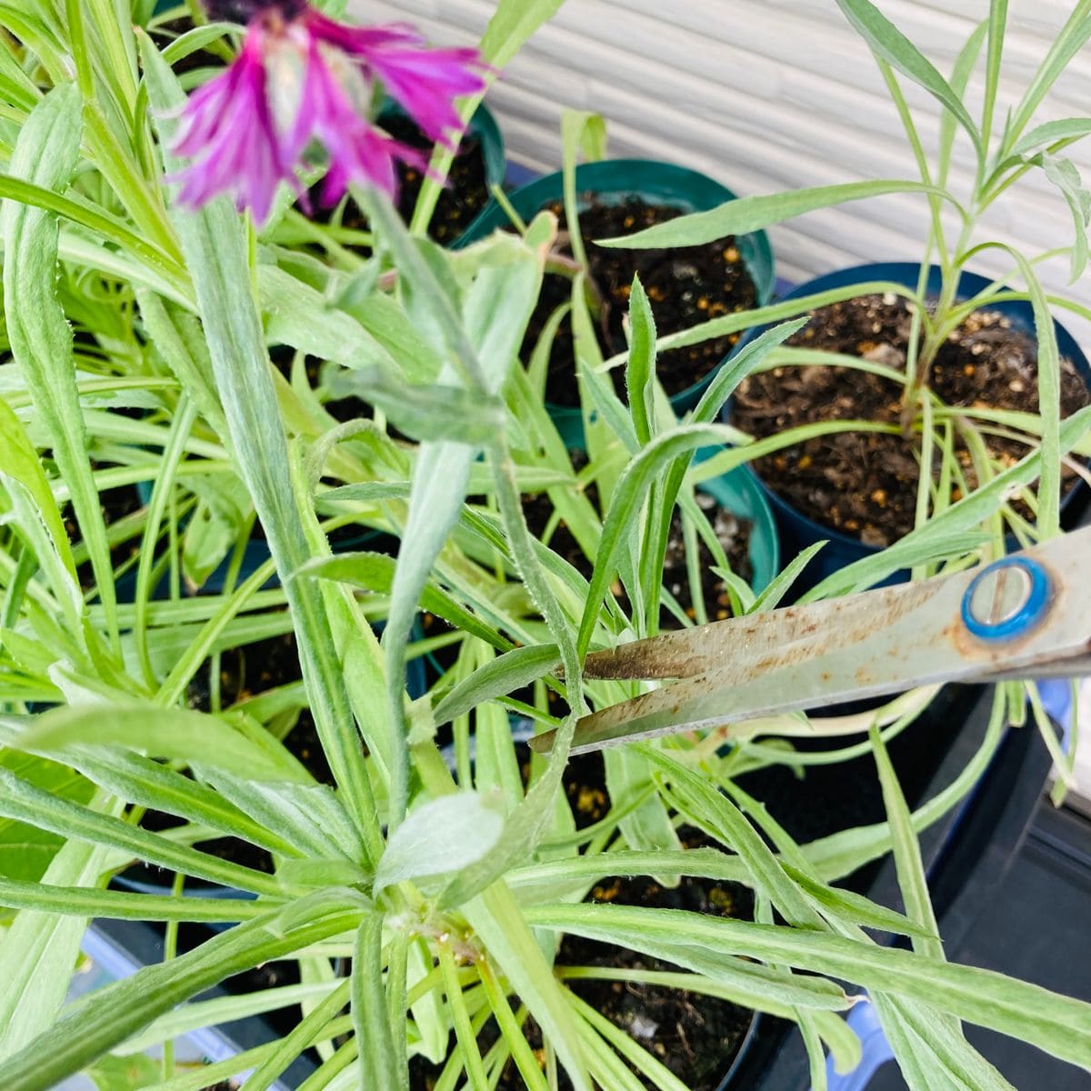 矢車草の摘芯🎵