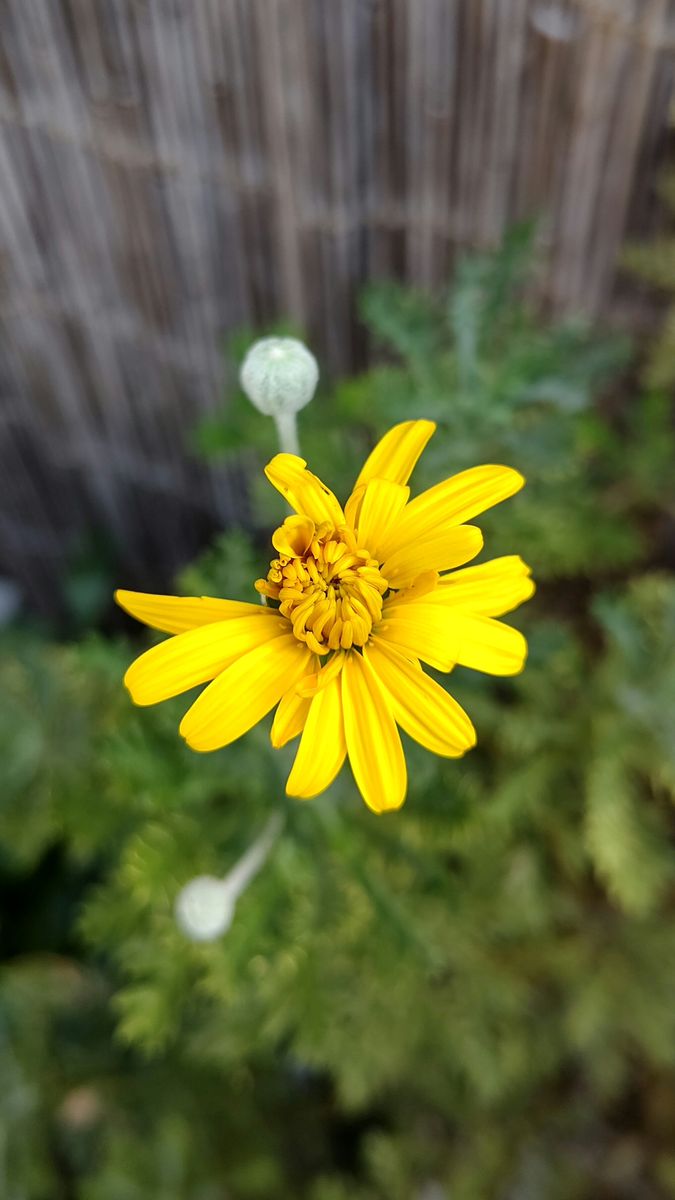 日焼のユリオプスデージー🌿