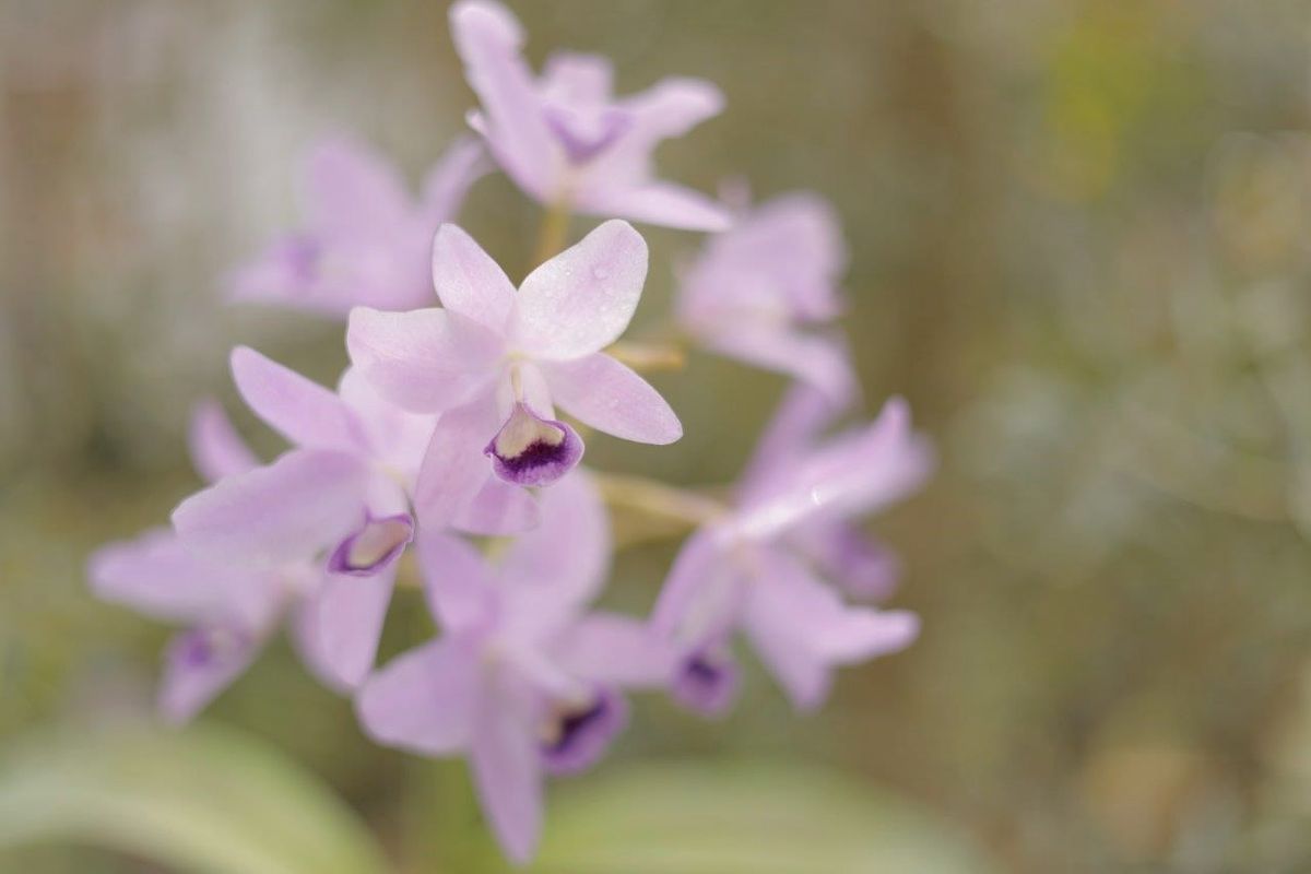 C.bowringiana ver.coeruiea