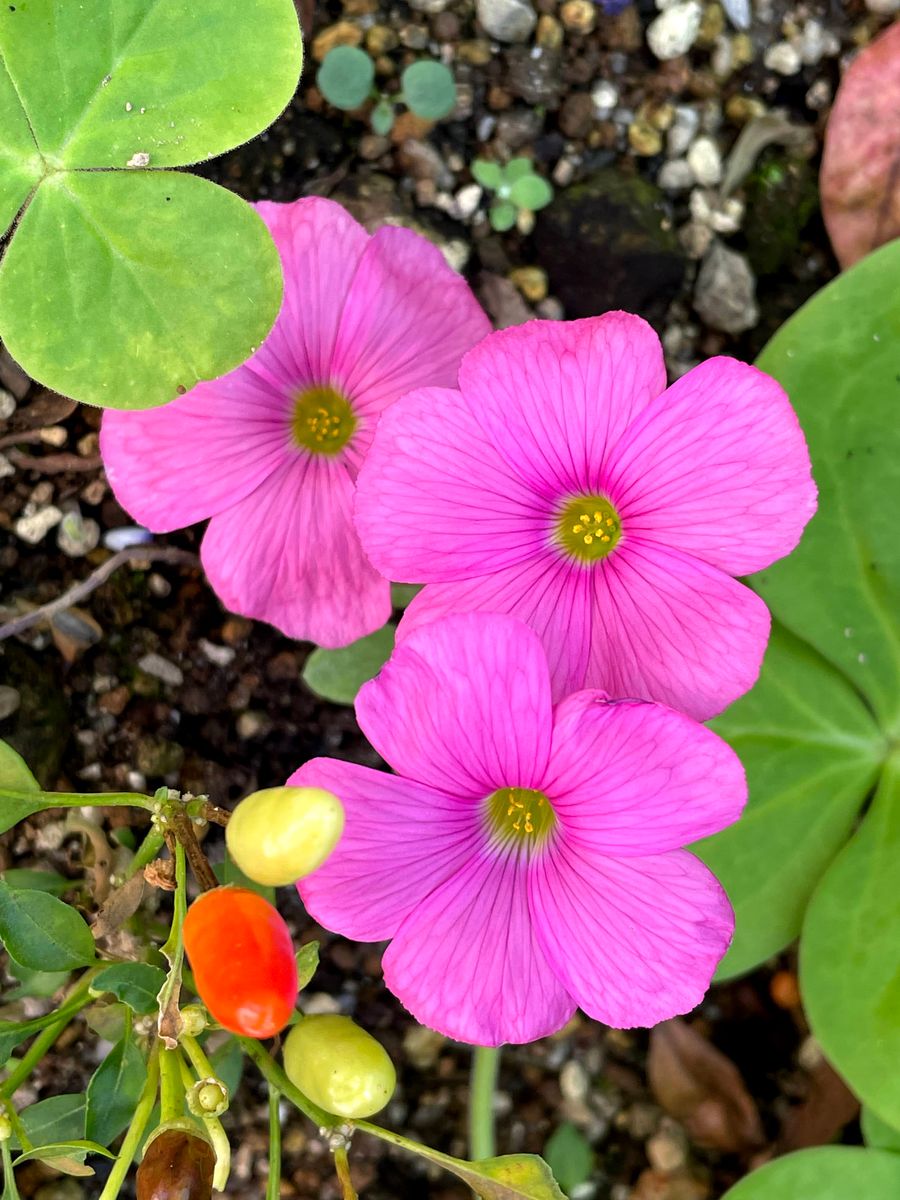 八重咲きインパチェンスとクコの花