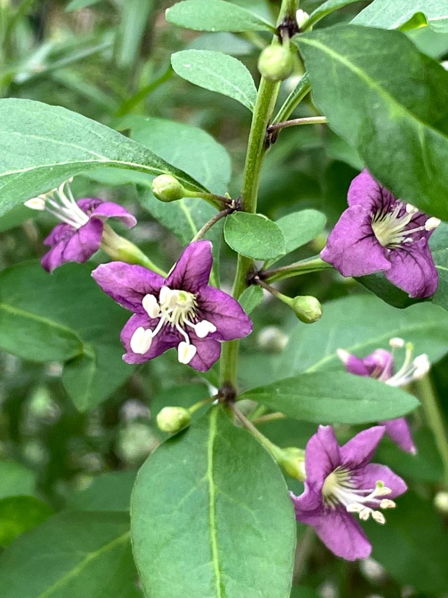 八重咲きインパチェンスとクコの花