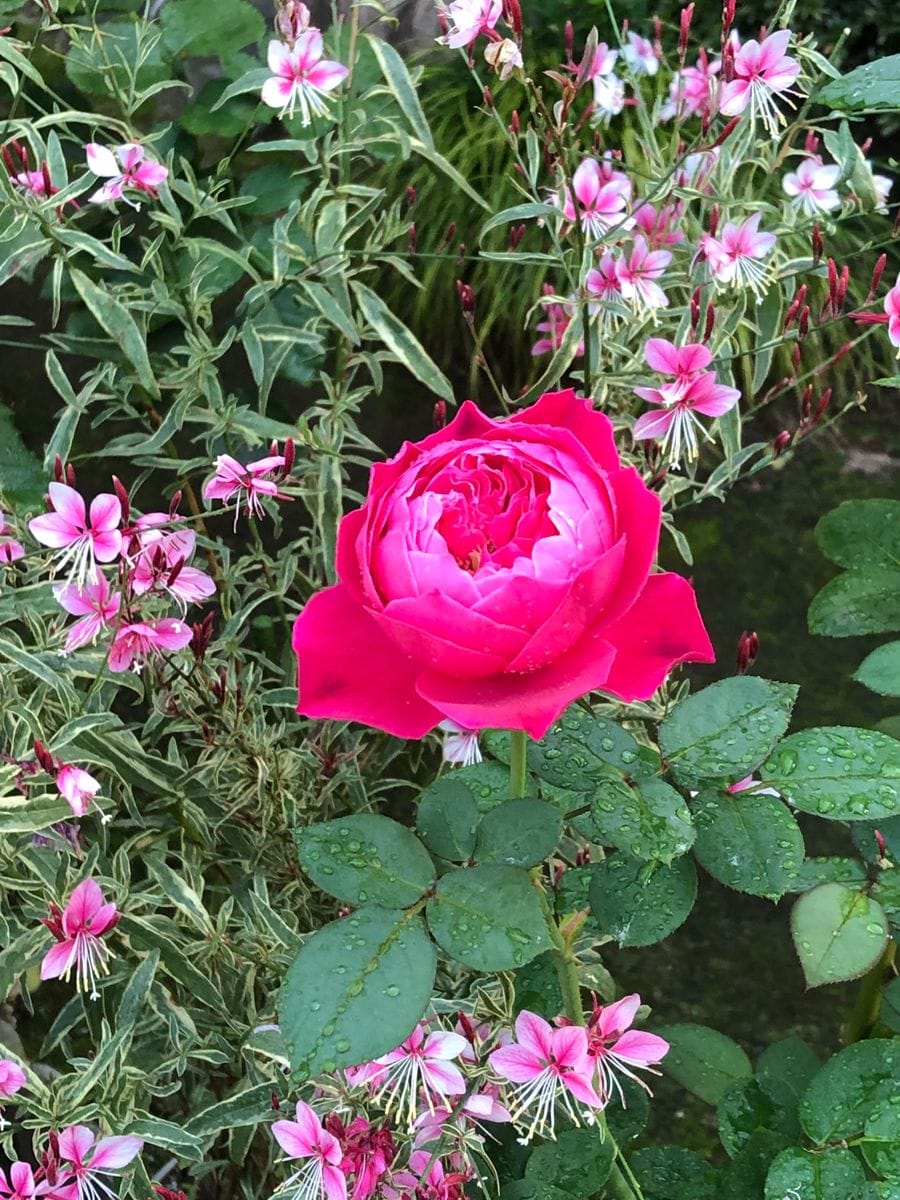 今日の薔薇です。