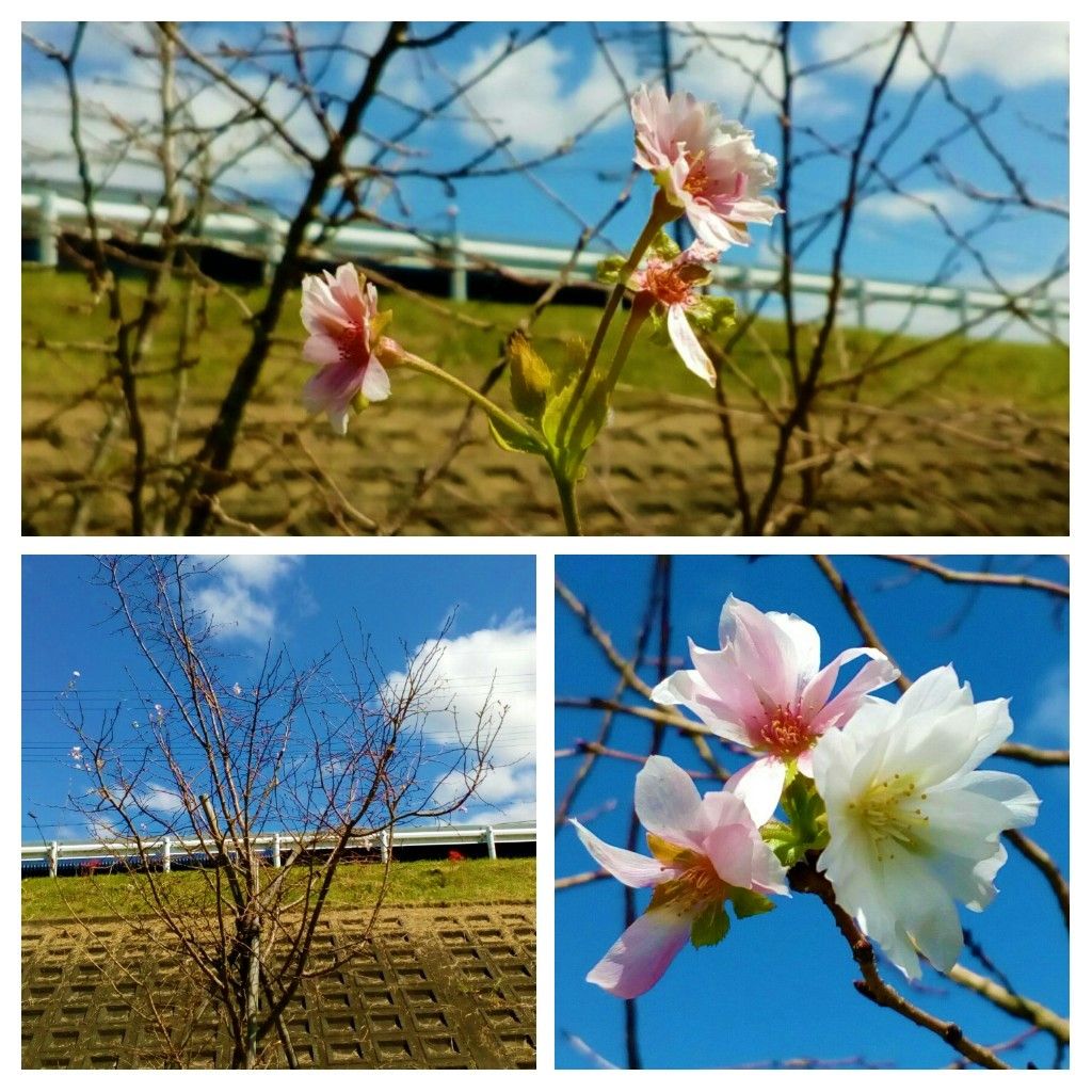 （オンタイム日記）彼岸の入り前の地元の公園の 『十月桜（紅）🌸』①