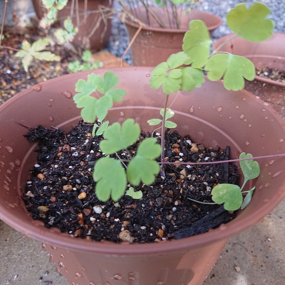 植え替えました！