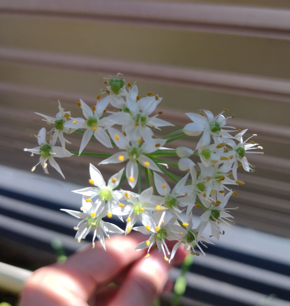 ニラ　しそ　ほうれん草