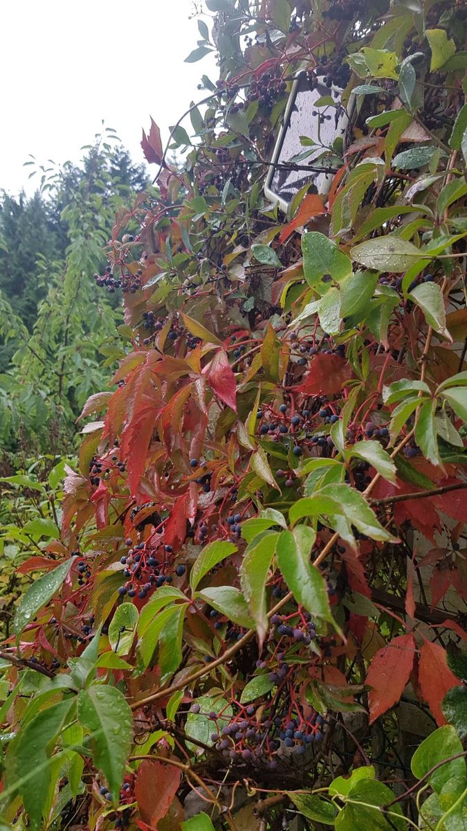 気が付いたら紅葉が