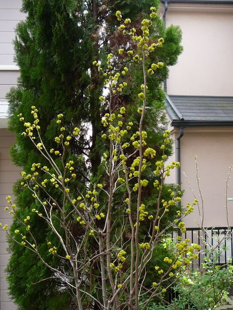 シロモジの花はきみどりだった