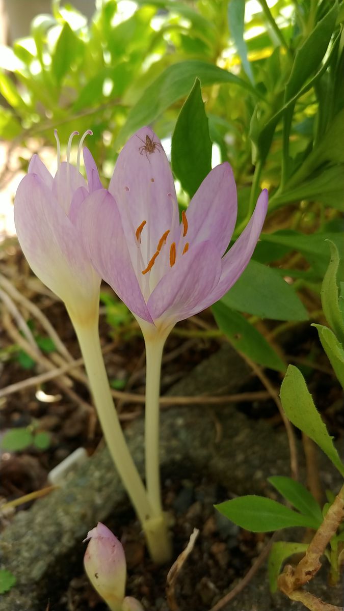 今日の花