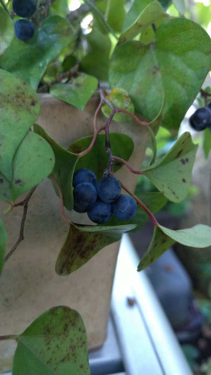 瑠璃色の魅力💙 瑠璃色💙の実のなる植物