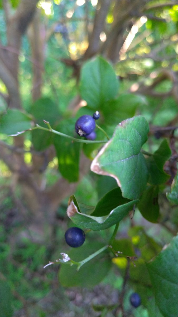 瑠璃色の魅力💙 瑠璃色💙の実のなる植物