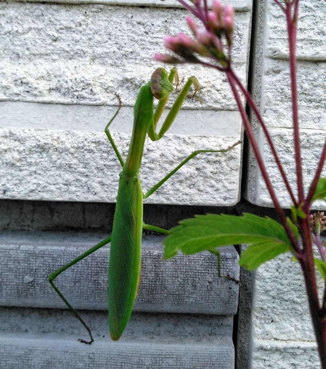 スクスクとフジバカマ　住んでいる？カマキリ