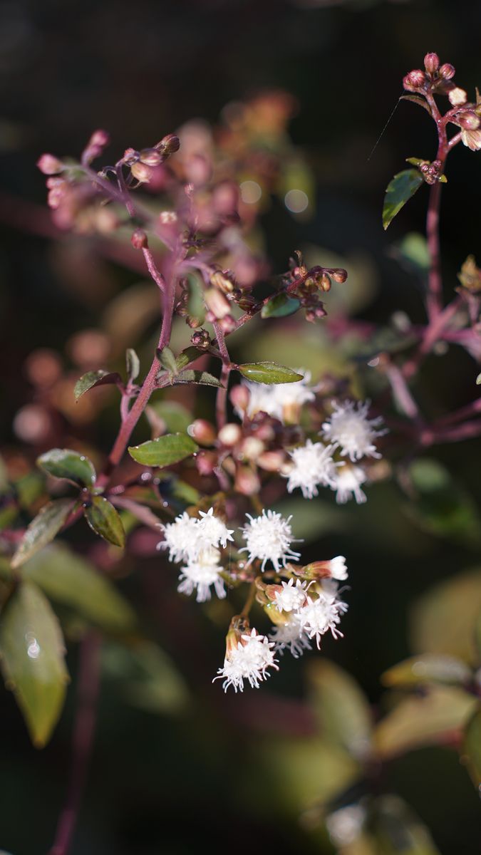 エビガラスズメの幼虫 (！芋虫の写真有 注意！)