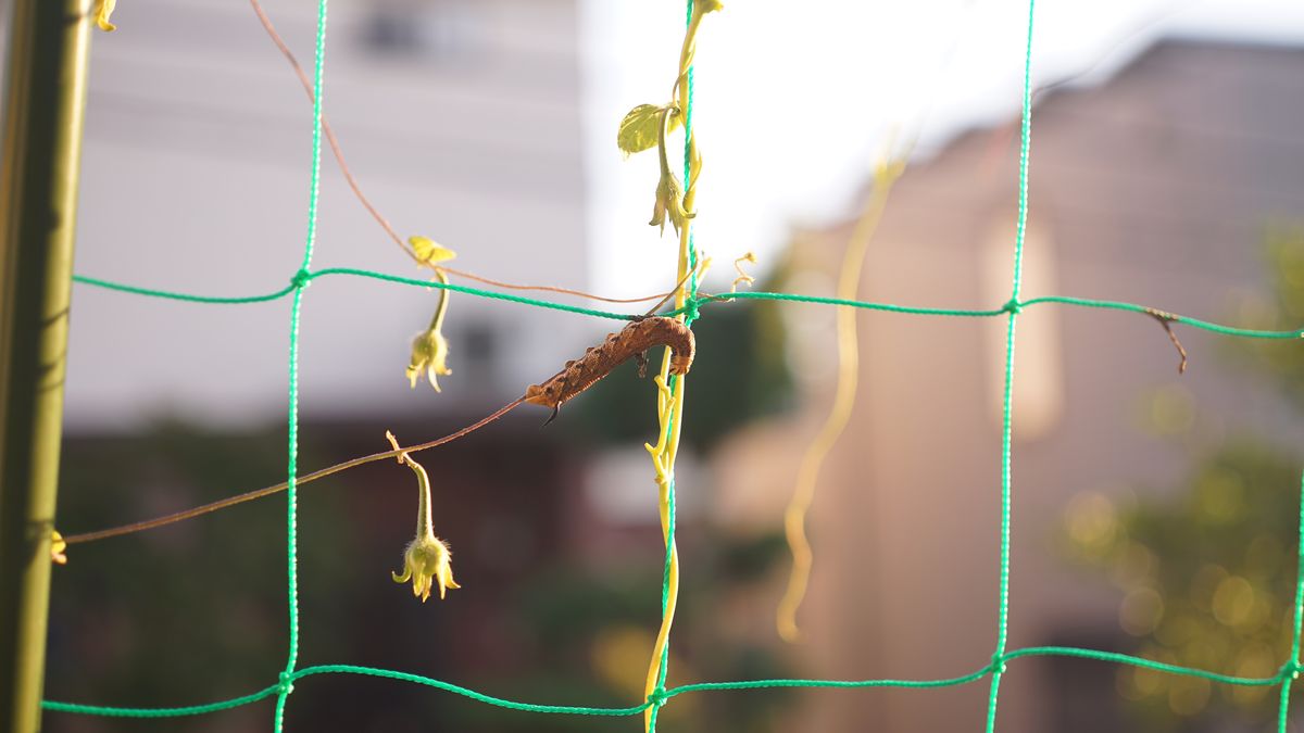 エビガラスズメの幼虫 (！芋虫の写真有 注意！)