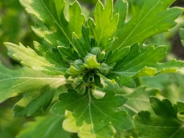 古典菊の支柱立て