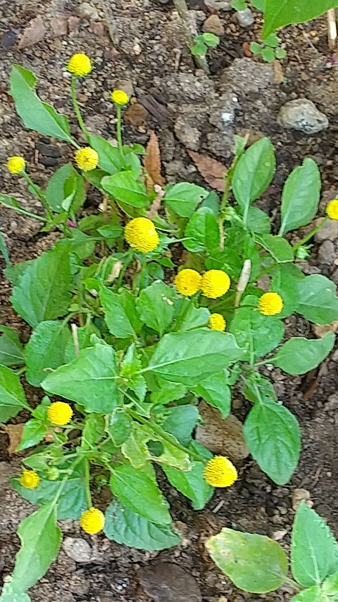 今の花です