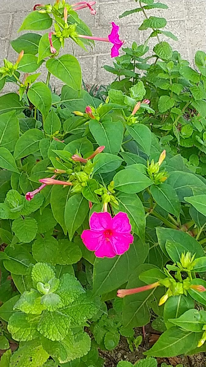 今の花です