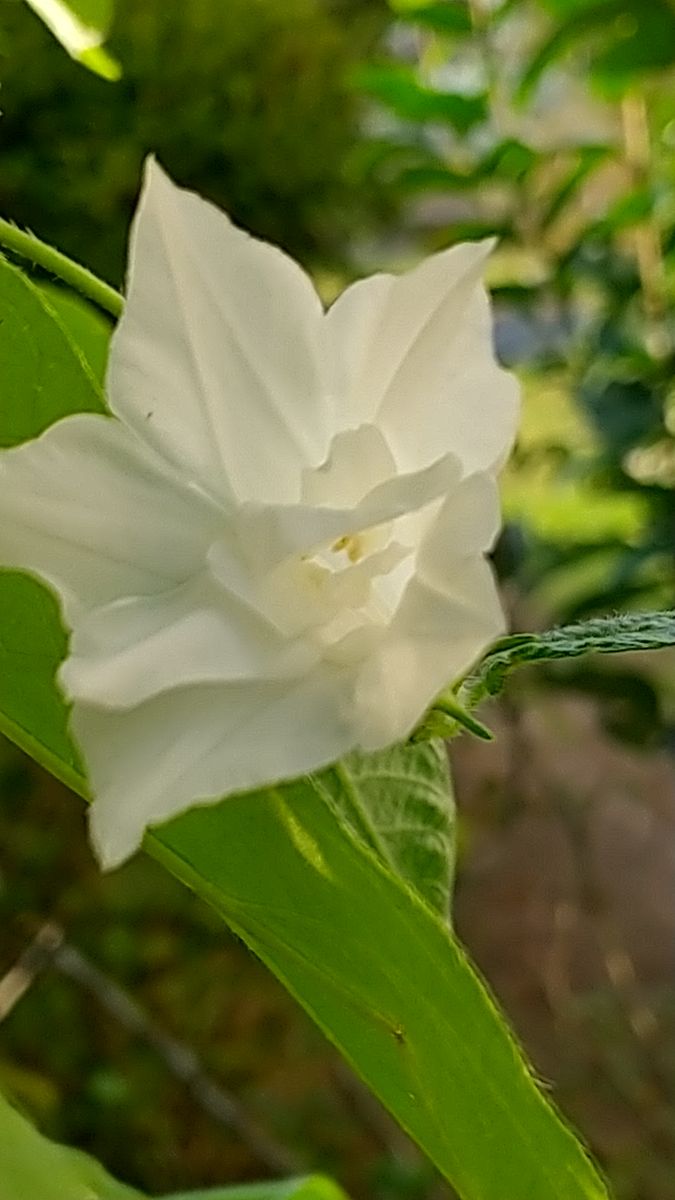 今日の朝顔