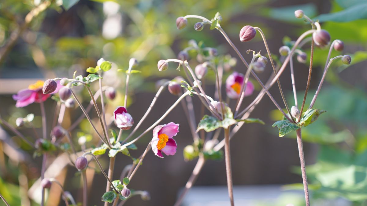 秋色のお花たち