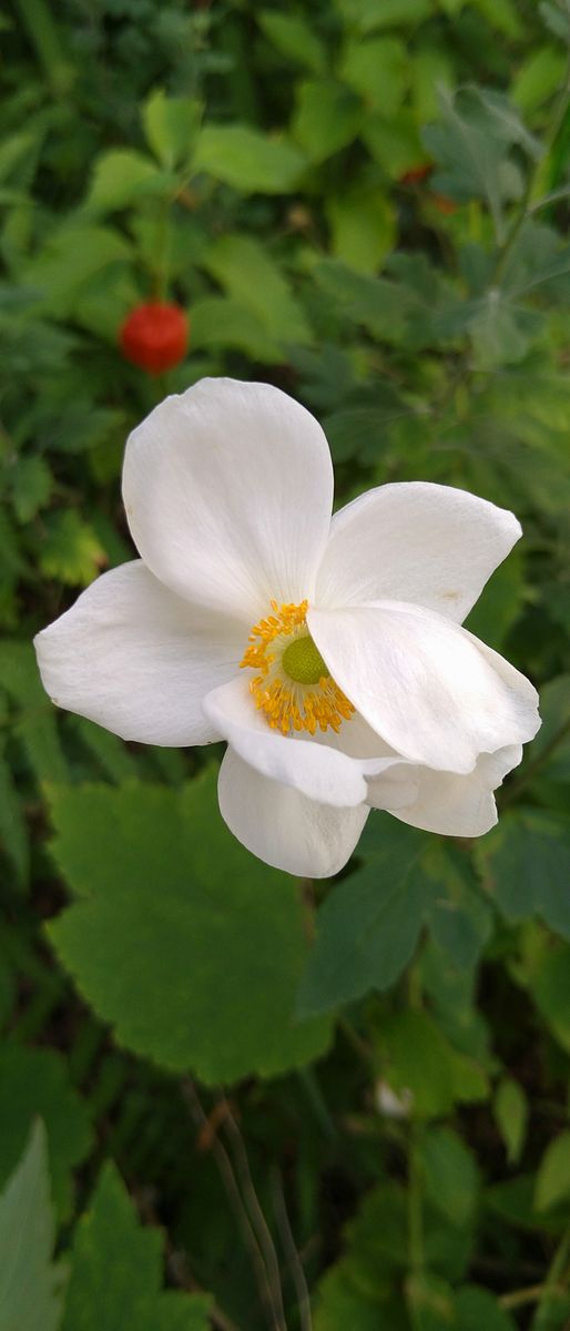 ナスタチウム　ヤグルマギク　秋明菊