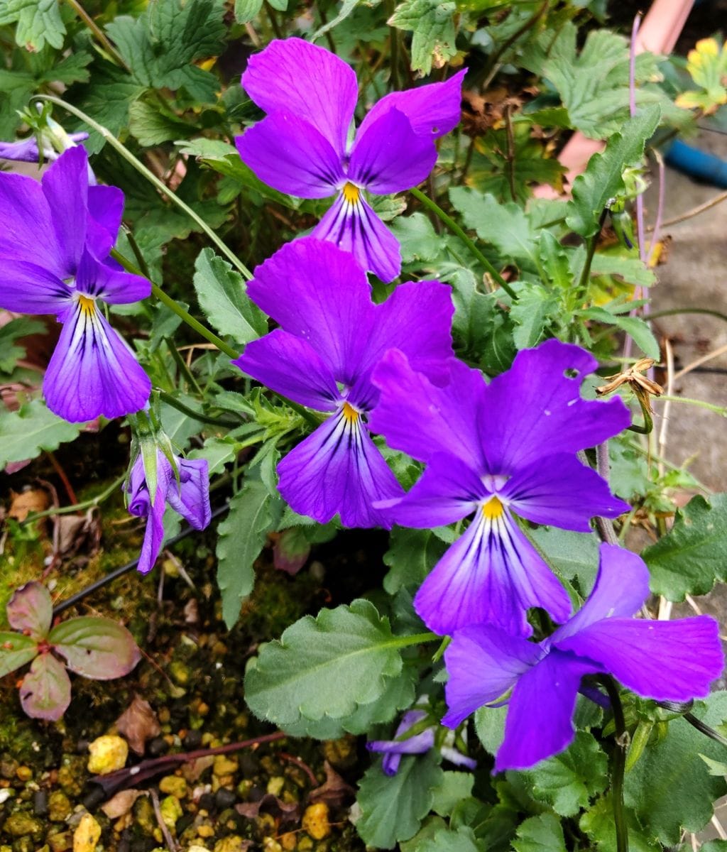 咲き続ける花