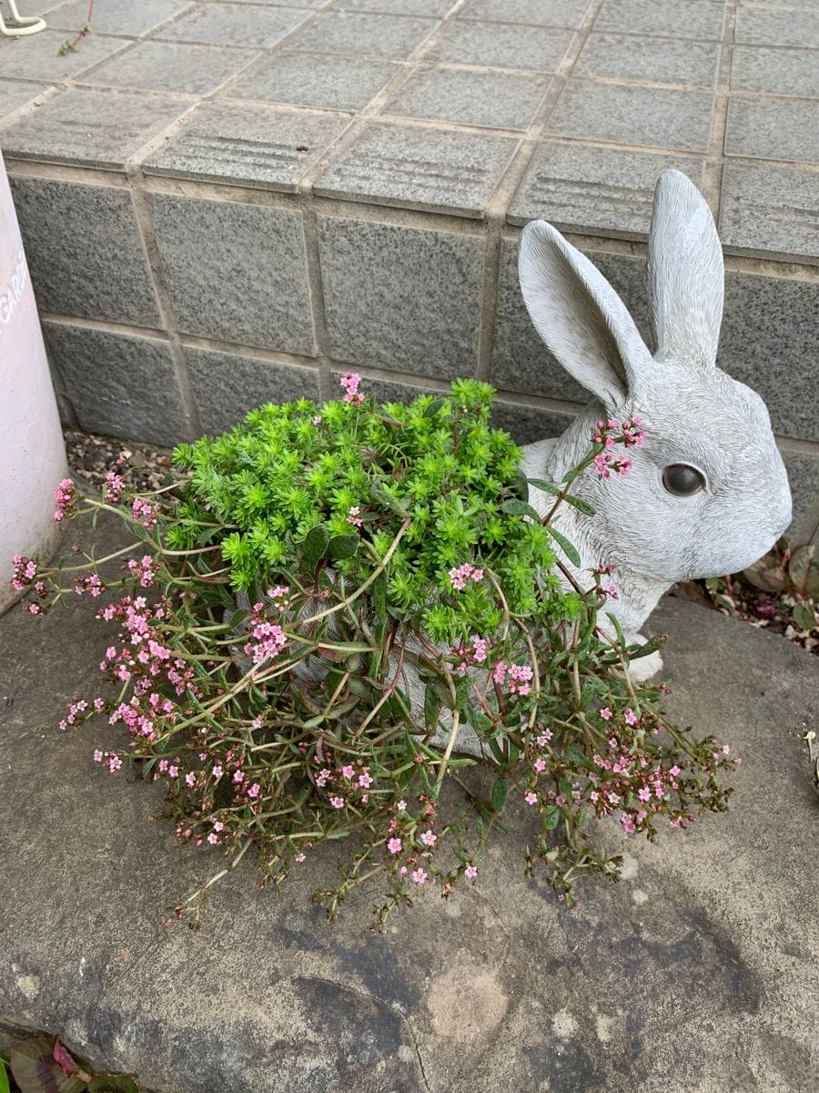 庭の花🌿