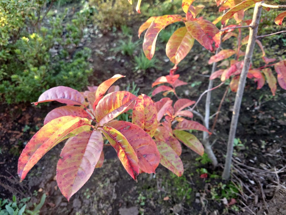 キャベツの苗植えました