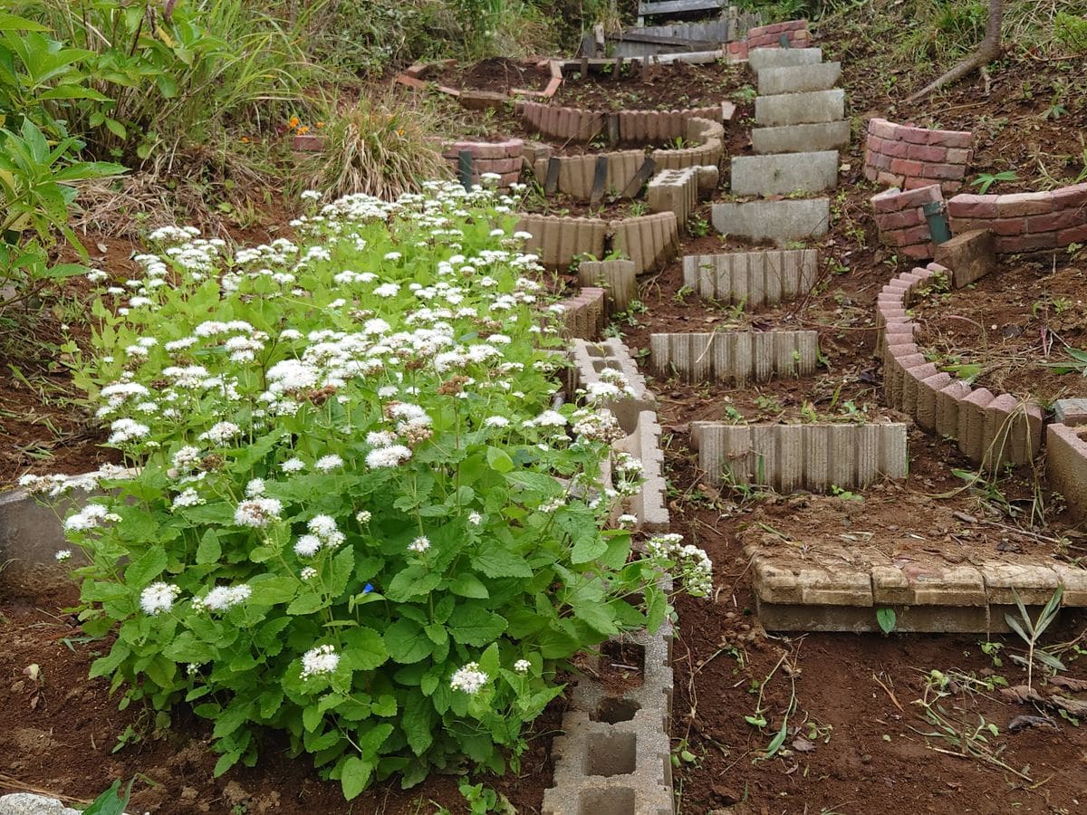 キャベツの苗植えました