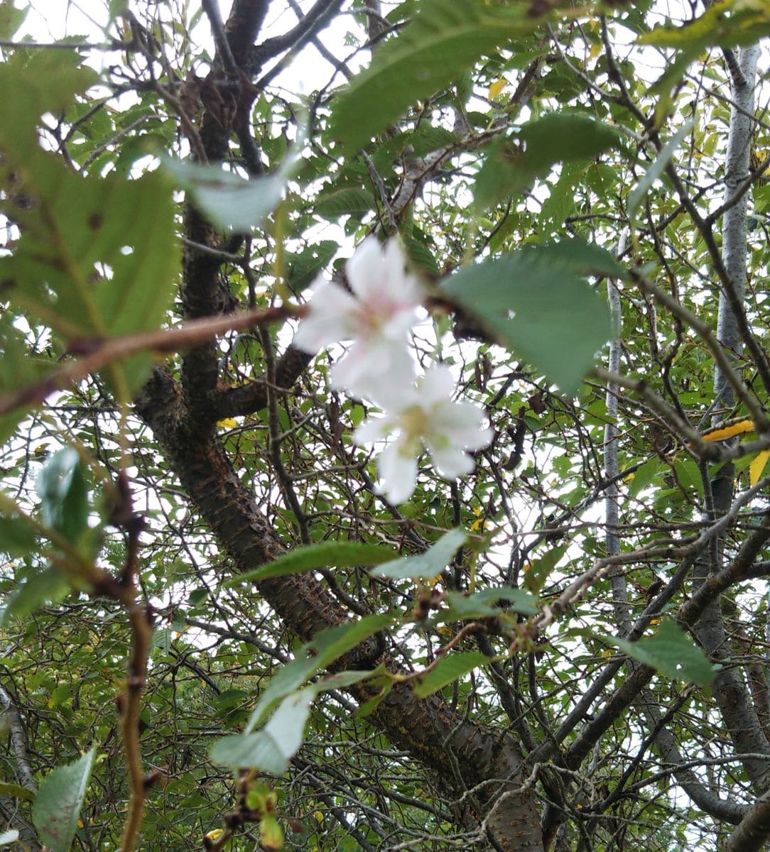 公園を散歩していて、見つけました。