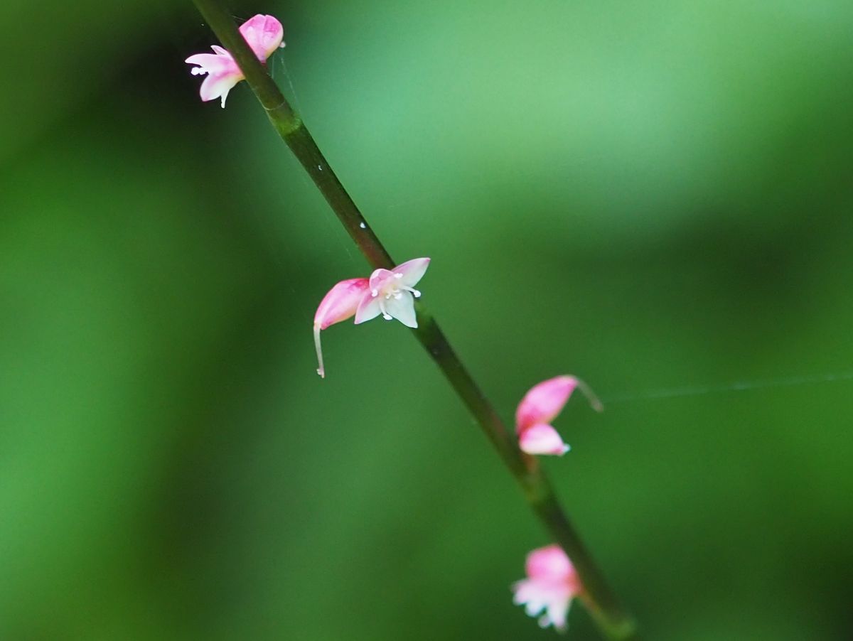 ごく小さな花が咲く時