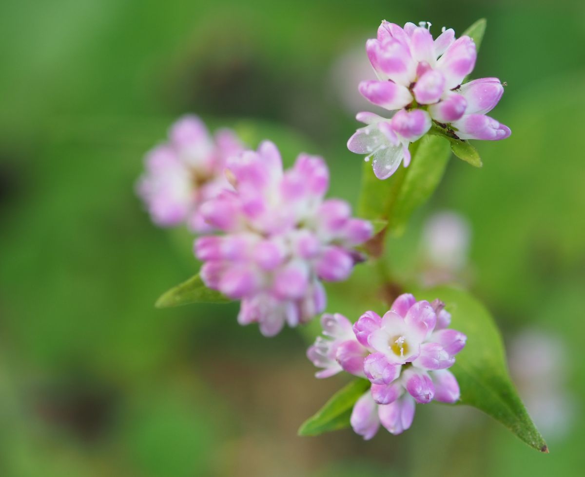 ごく小さな花が咲く時