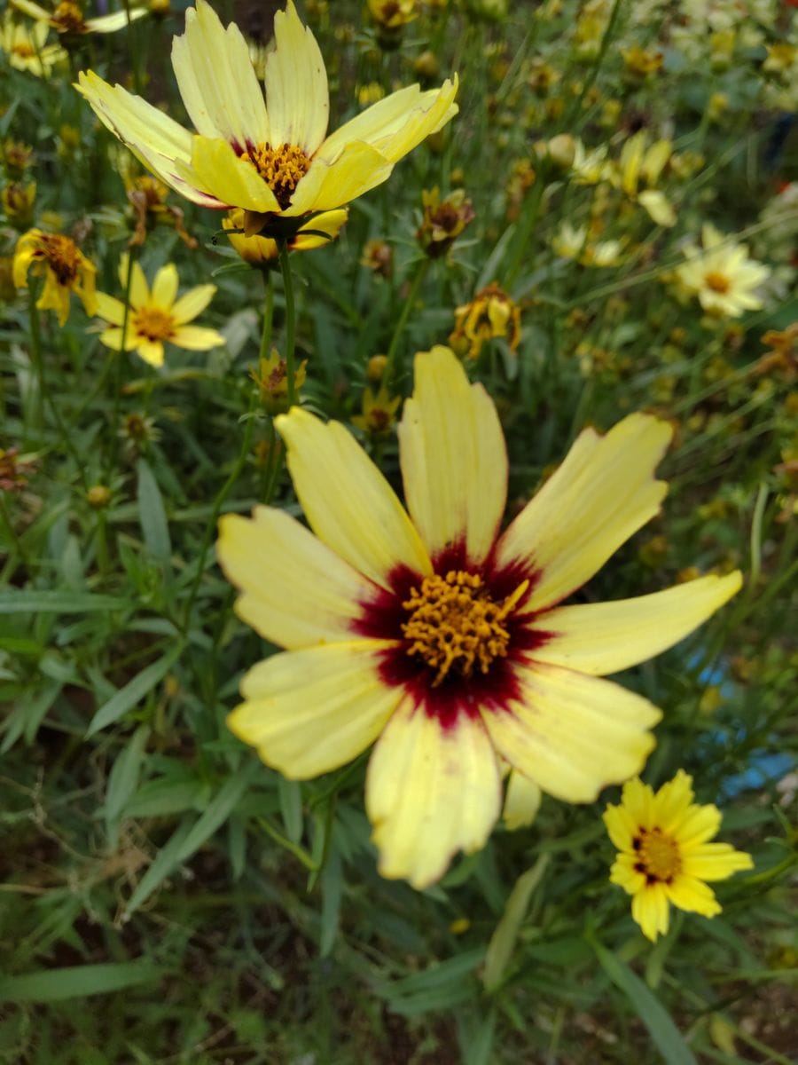 今日の花②