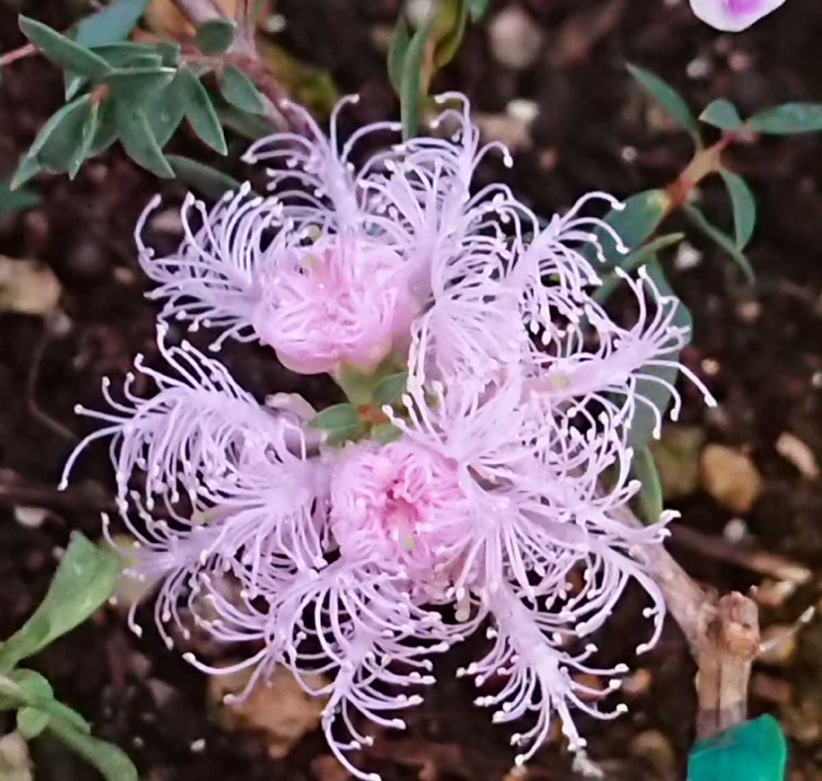 可愛いお花達💗