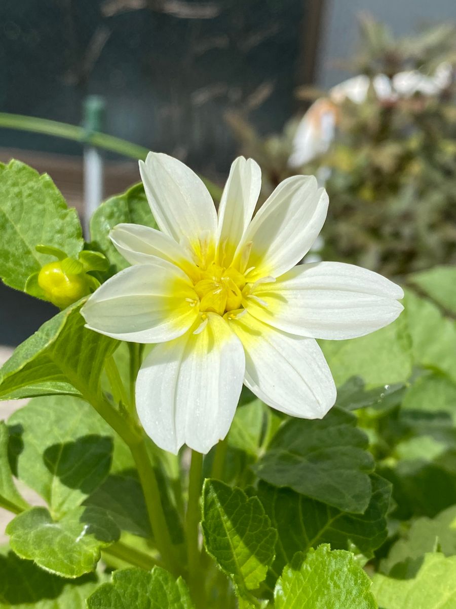 期待していなかった花が