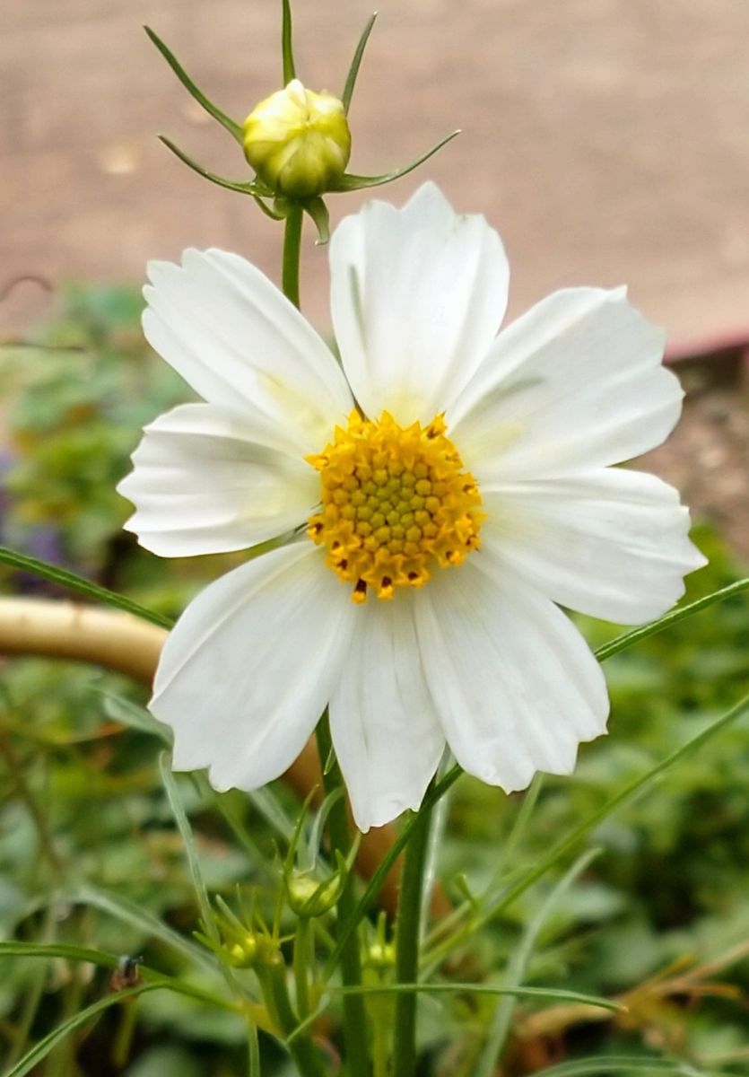 我が家の庭の花