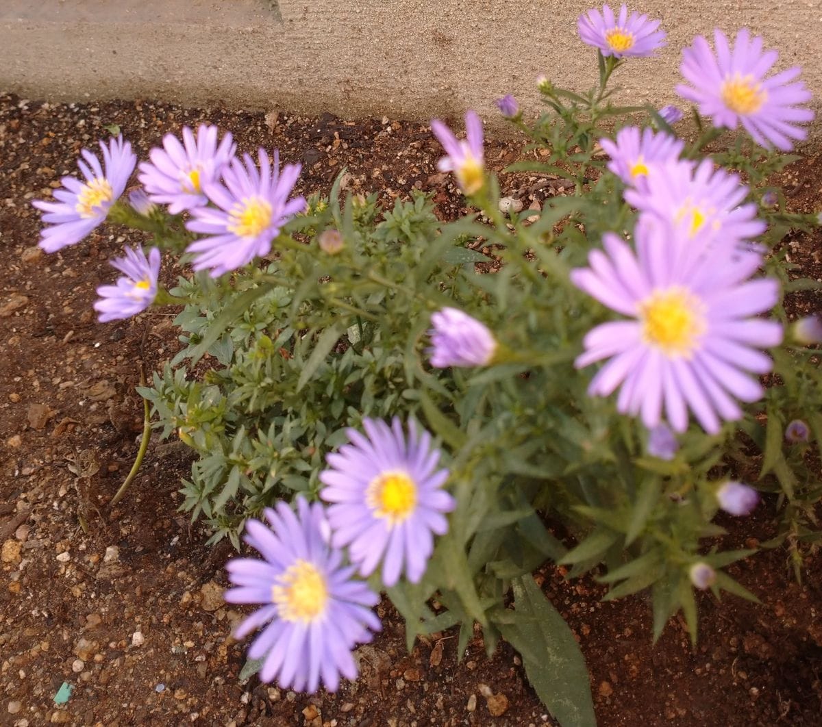 我が家の庭の花