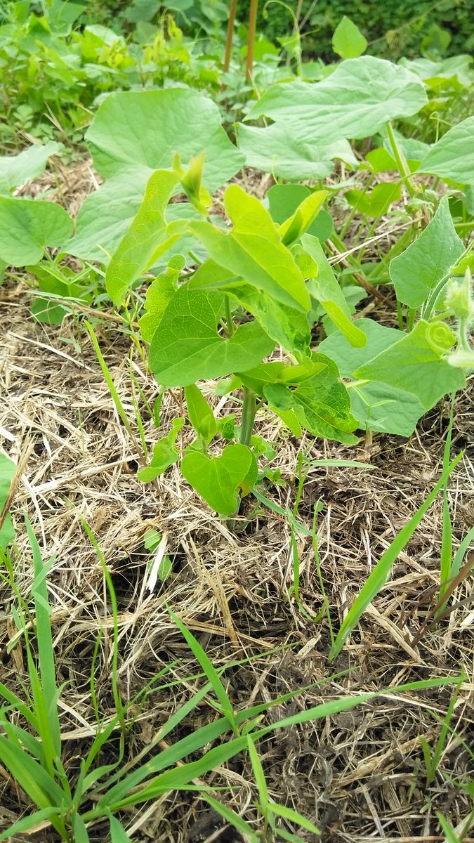 お宝発見！虫ネタです⚠️