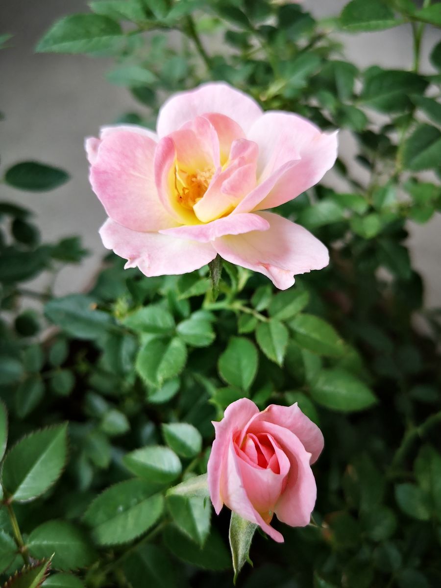 大好き💓♥️❤️なミニ薔薇🌹満開だ