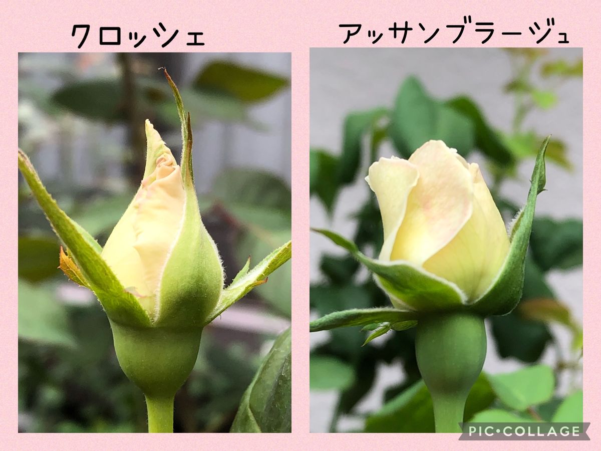 今日の薔薇です。